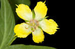 Fringed loosestrife